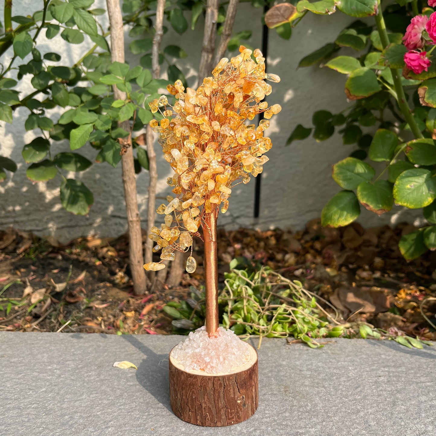 Money Tree - Lucky Feng Shui Plant for Prosperity and Wealth