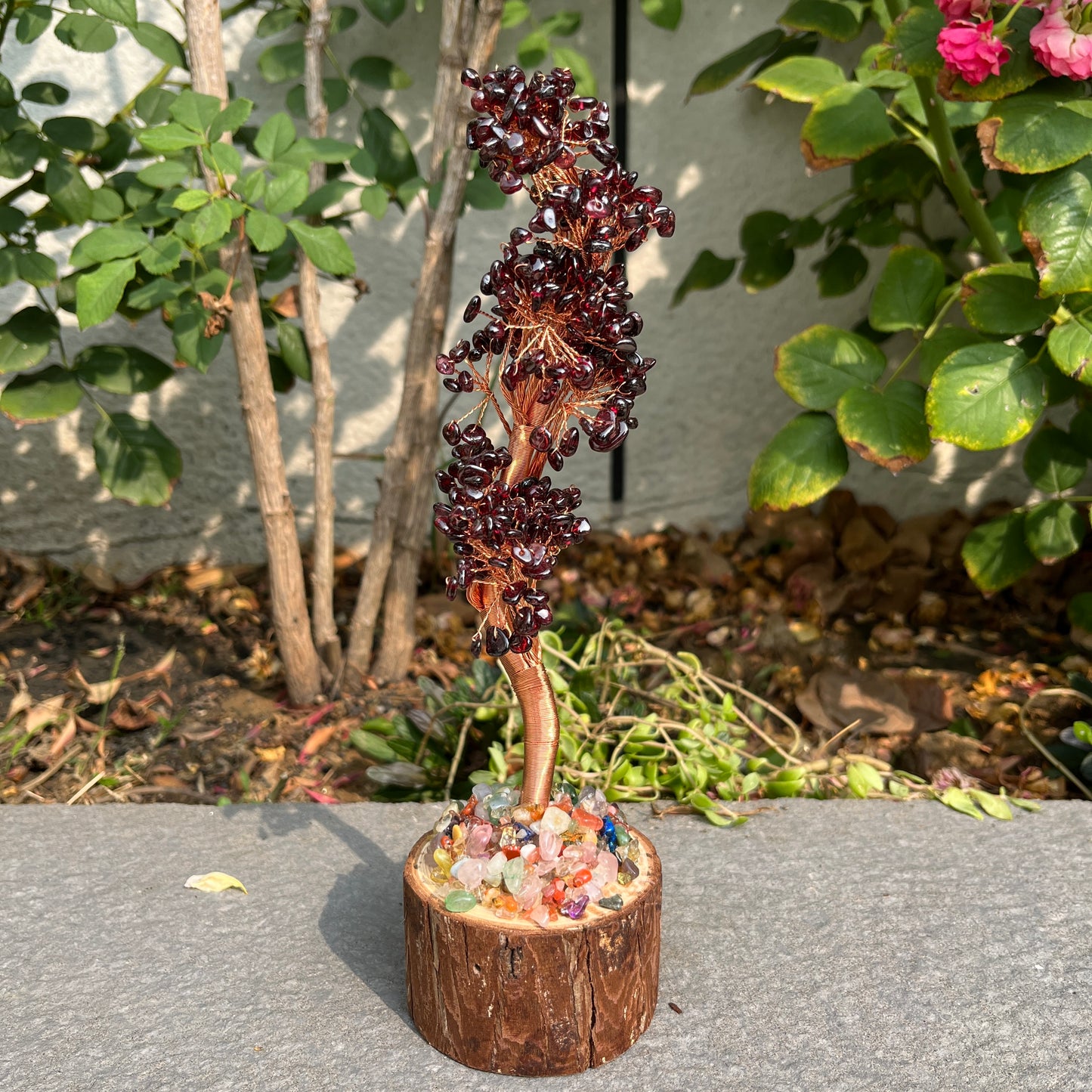 Money Tree - Lucky Feng Shui Plant for Prosperity and Wealth
