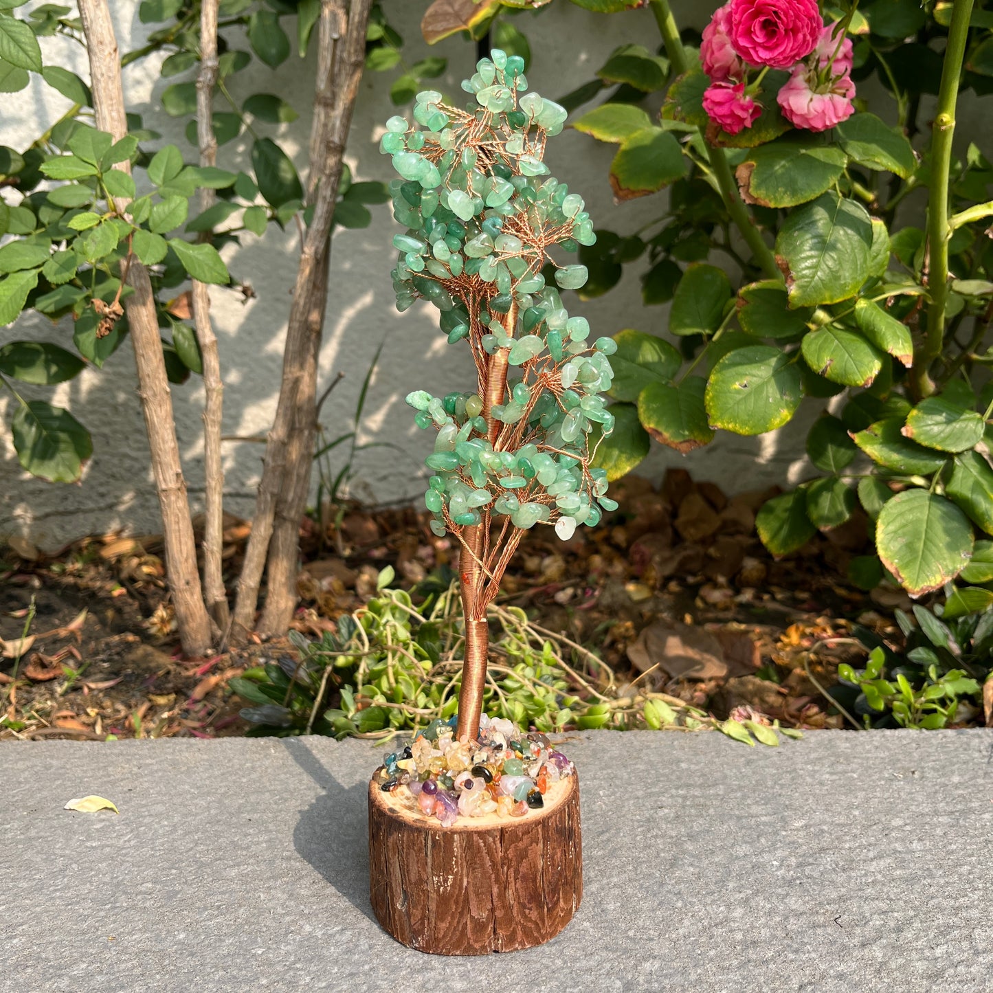 Money Tree - Lucky Feng Shui Plant for Prosperity and Wealth