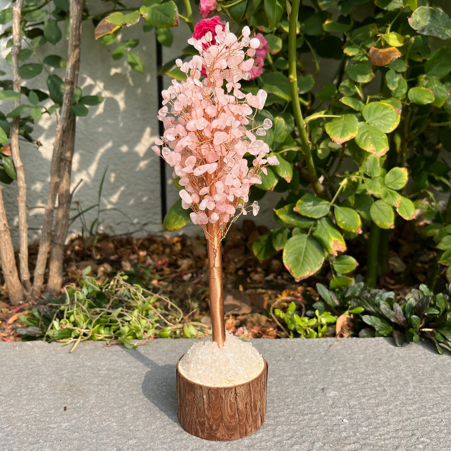 Money Tree - Lucky Feng Shui Plant for Prosperity and Wealth