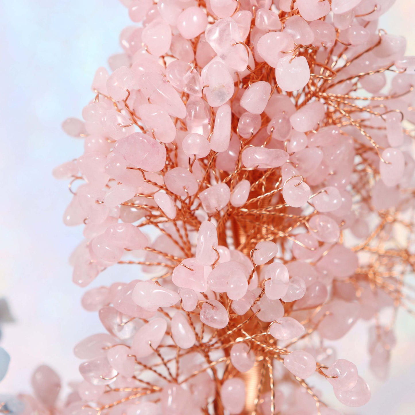 Money Tree - Lucky Feng Shui Plant for Prosperity and Wealth