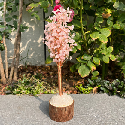 Money Tree - Lucky Feng Shui Plant for Prosperity and Wealth