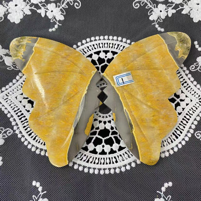 Bumble Bee Jasper Butterfly Wings